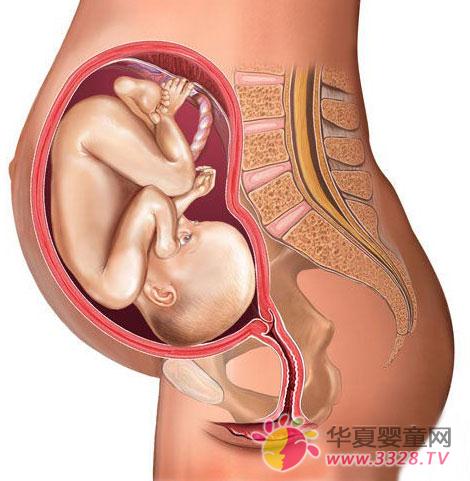 ���һ���µ�̥���ĳ��L�l��