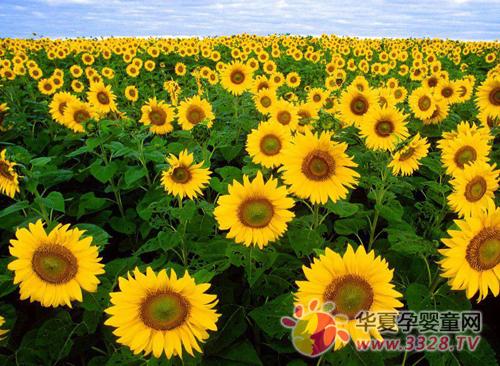 Ů�ˑ������g��Щʳ�ﲻ�ܳԣ�
